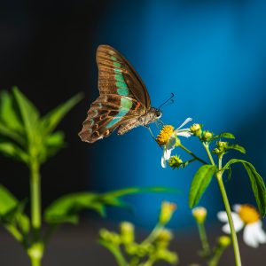 Social Media Visuals